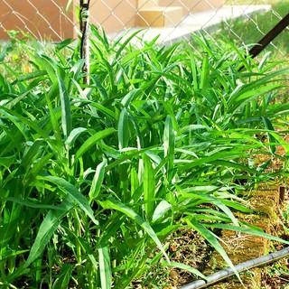 HẠT GIỐNG RAU MUỐNG - 100Gram