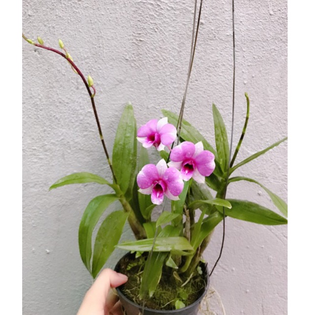 Lan mini YaYa cây tơ mướt đang vòi hoa