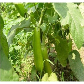 Hạt giống Cà xanh lai quả dài