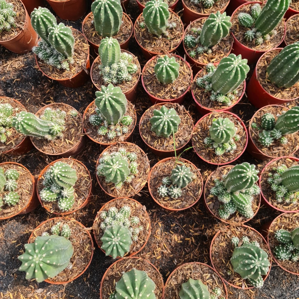 CÂY XƯƠNG RỒNG ECHINO ,, phong thuỷ để bàn mini GIÁ RẺ, lọc không khí, Cây Tươi Nguyên CTN0620