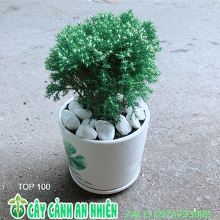 Chậu Cây Tùng Bồng Lai Như Hình