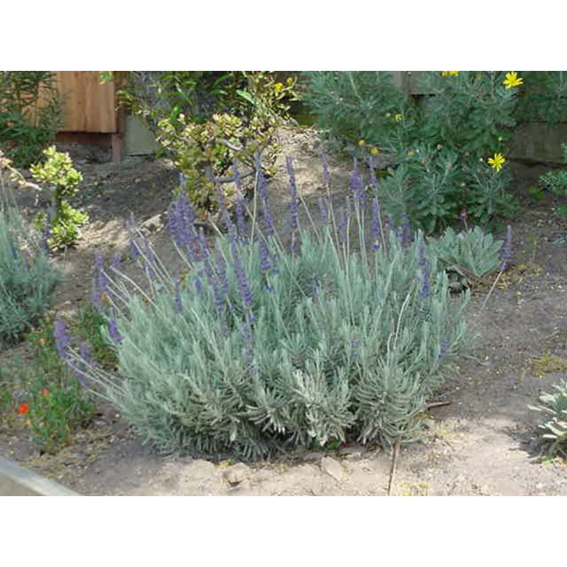 [An's home] Cây giống Lavender Goodwin trồng hữu cơ