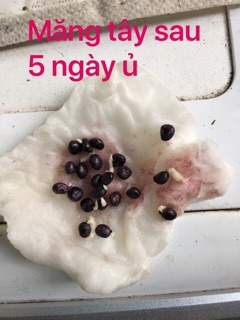Hạt giống măng tây xanh ☘️
