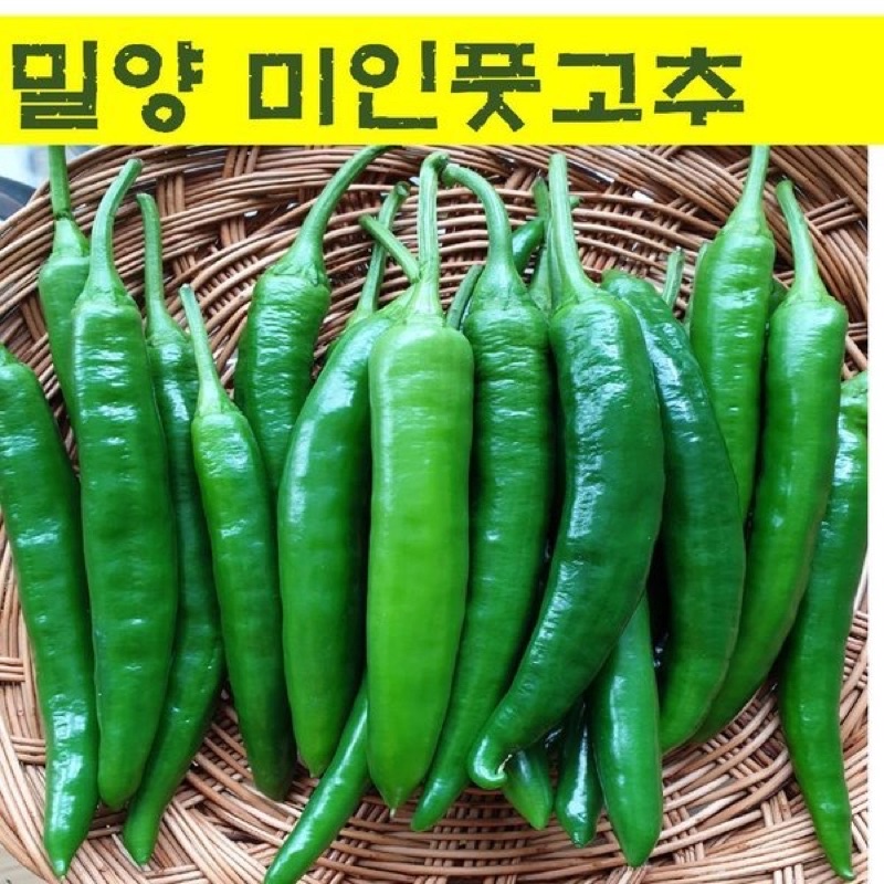 Hạt Giống Ớt Dưa Chuột Hàn Quốc F1 - 10 Hạt - Nảy mầm 96% (có ảnh bao bì)