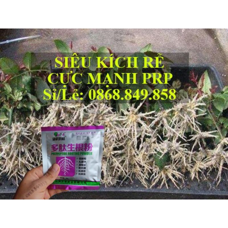 Thuốc kích rễ - siêu kích rễ PRP- HÀNG TRUNG ƯƠNG TQ