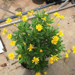 Chậu cây hoa cúc thân gỗ dáng TREE - cây to - giống cây lâu năm