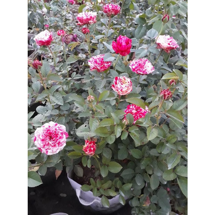 Hoa hồng ngoại Party Ranucula vũ điệu màu sắc -Hoangoaimelinh