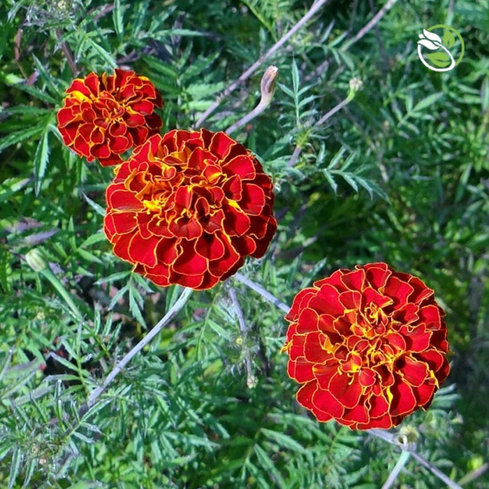 Hạt Giống Hoa Vạn Thọ Pháp PN-06 Phú Nông - Gói 0.2-1g - French Marigold