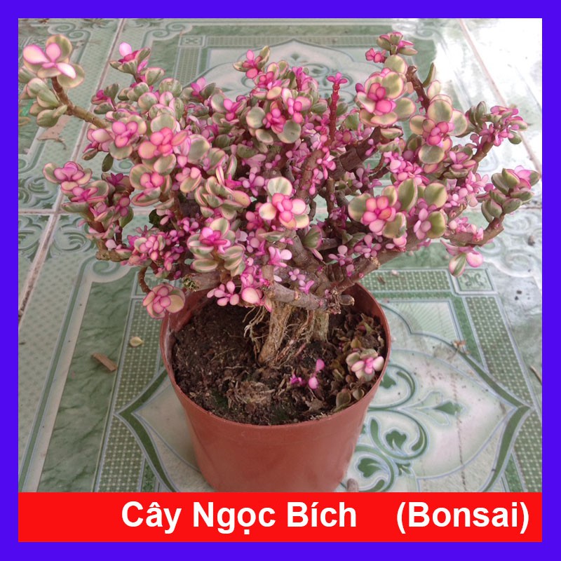 Cây Ngọc Bích - Cây cảnh bonsai để bàn + Tặng phân bón cho cây mau lớn