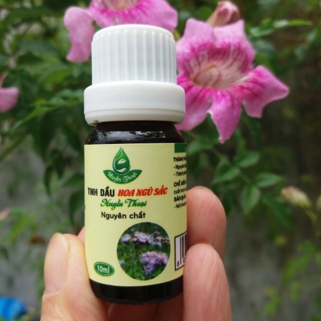Tinh dầu hoa ngũ sắc