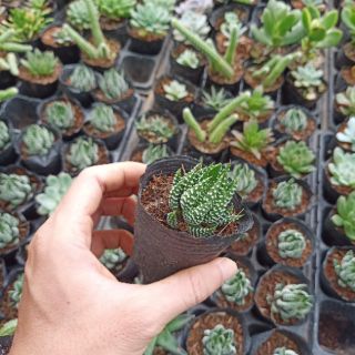 Sen đá móng rồng cánh cụp