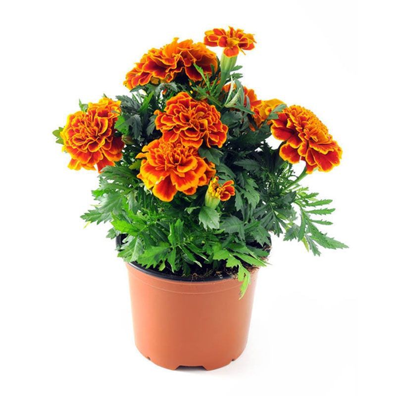 Hạt giống hoa cúc vạn thọ Pháp trộn màu 50h SHOP MỚI KHYẾN MẠI GIÁNG SINH