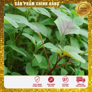 Hạt giống rau dền xanh cao sản