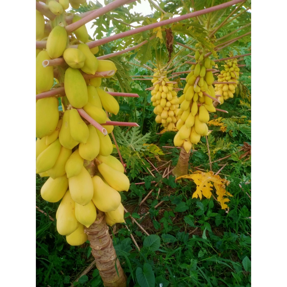 Combo 5  hạt giống đu đủ da vàng chưng Tết_ tháng 4 âm lịch gieo, tháng chạp bán