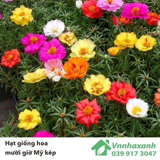 Hạt Giống Hoa Mười Giờ Mỹ Kép - Mix Nhiều Màu (Portulaca) (200 Hạt / túi)