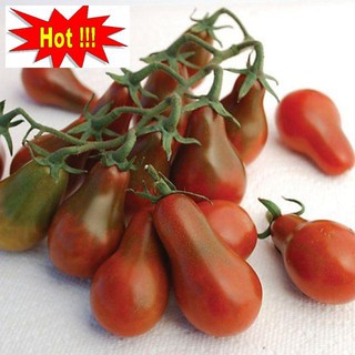 Hạt giống cà chua lê quả đỏ gói 30 hạt