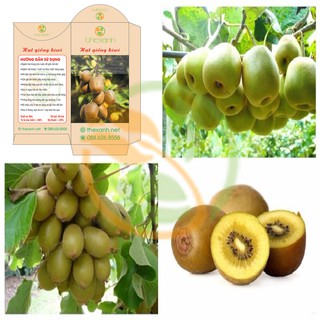 Bộ 1 gói hạt giống Kiwi - THEXANH