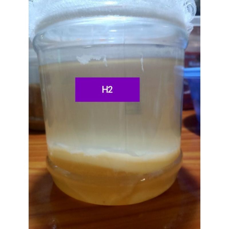 Giấm chuối nhà nuôi có con giấm