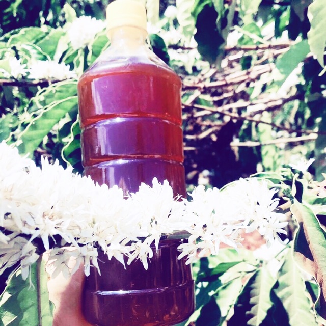 Mật ong hoa cà phê Đak Lak 1 lít