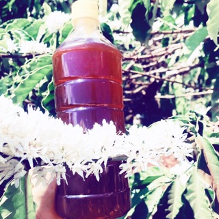 Mật ong hoa cà phê Đak Lak 1 lít