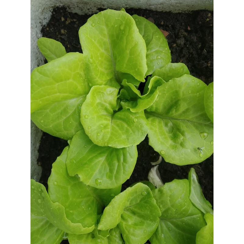 PHÂN HỮU CƠ ORGANIC KOMPOSU SH 55-5 CHUYÊN BÓN CHO RAU, CỦ, HOA, QUẢ 2KG