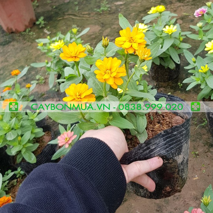 [ ĐỦ MÀU] Cây Hoa Cúc Lá Nhám, bịch đen cao 25-30cm, được lựa chọn đủ màu sắc.