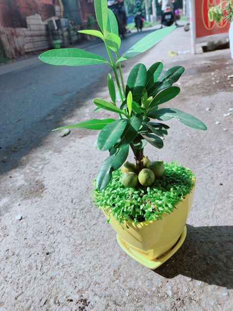 Chậu Cây May Mắn Trái Tim Vàng