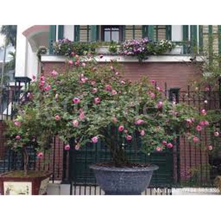 Cây hoa hồng cổ sapa thân tree