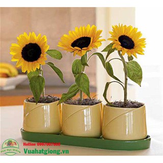 Hạt giống hoa hướng dương lùn - Rau củ quả trồng tại vườn, sân thượng, nông trang, ban công