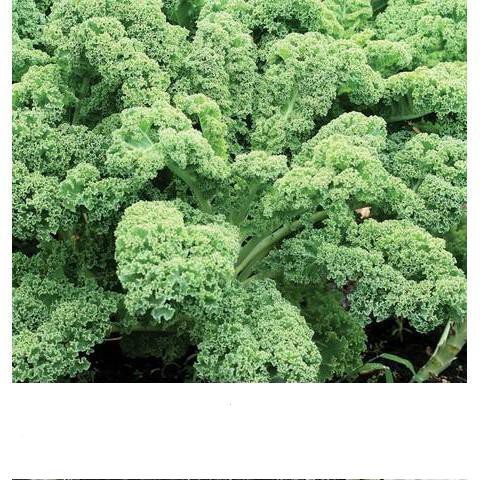Hạt Giống Cải Xoăn Kale Dễ Trồng, Năng Suất Cao 5gr