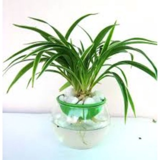 Cây giống cỏ lan chi 🪴 diemdo157