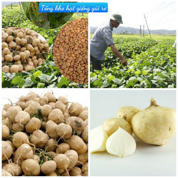 ( Gói 20 hạt )Hạt giống củ đậu siêu trái dễ trồng kháng bệnh tốt năng suất cao-Tổng kho hạt giống giá rẻ