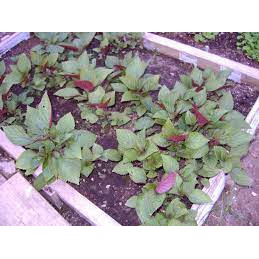 (Gói 300 hạt)Hạt giống tía tô dễ trồng kháng bệnh tốt năng suất cao