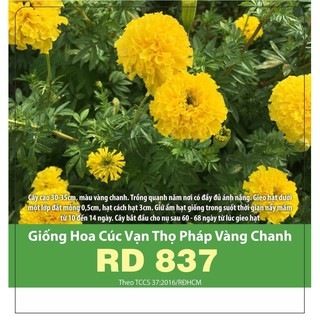 Hạt Giống Hoa Cúc Vạn Thọ Pháp Vàng Chanh 0.1gr