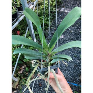 Lan Ngọc Điểm, Đai Châu, Nghinh Xuân năm 4 chưa nụ