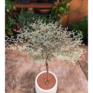 Cây bàng nhật dáng tree cẩm thạch