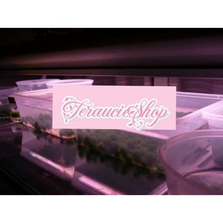 Tảo cầu marimo Nhật Bản