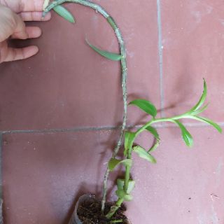 Phi điệp hồng tước hàng nhân kie