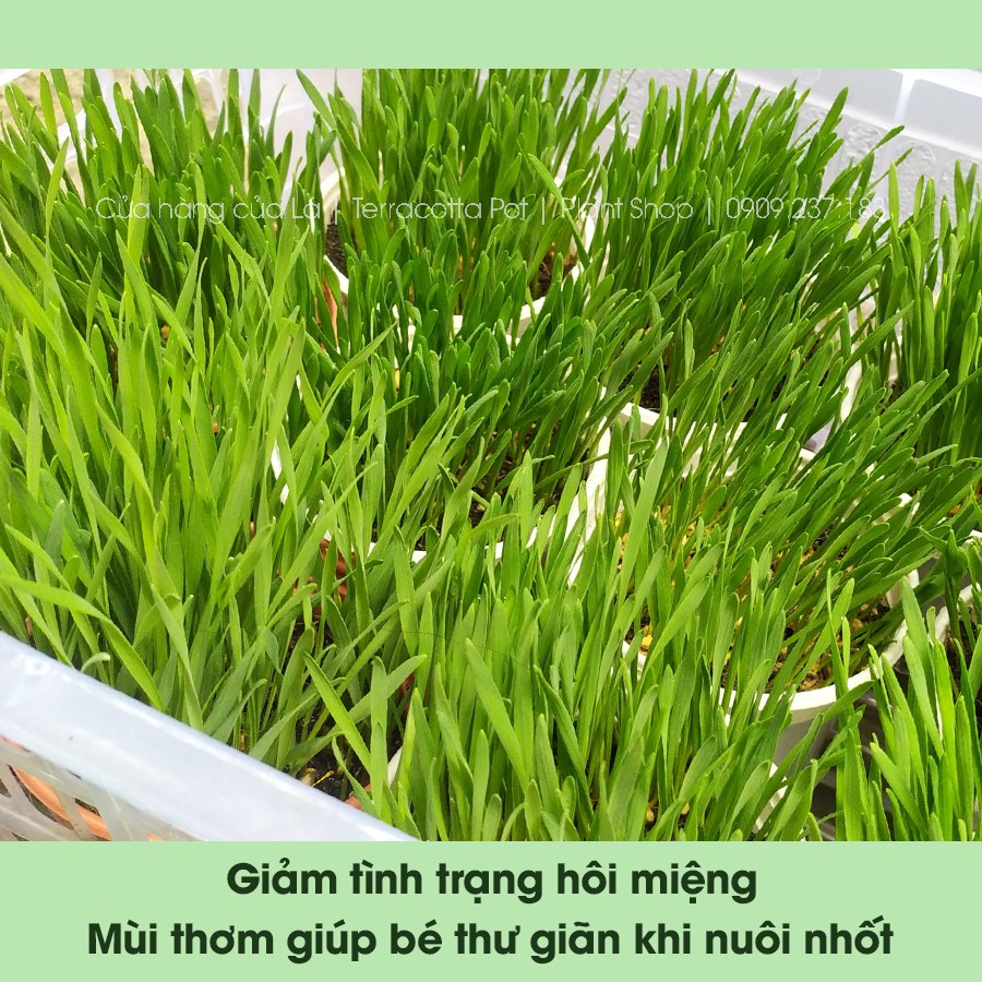 Hạt giống cỏ mèo, cỏ lúa mì hỗ trợ tiêu hóa, bổ sung chất xơ, chống búi lông