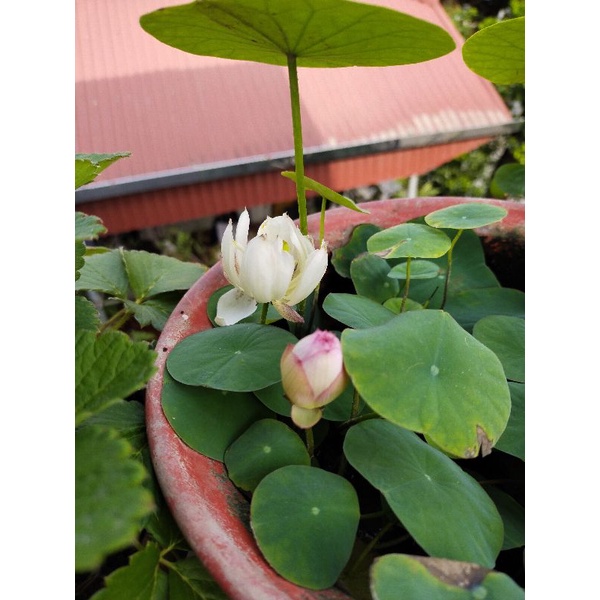 Bầu và củ sen mini