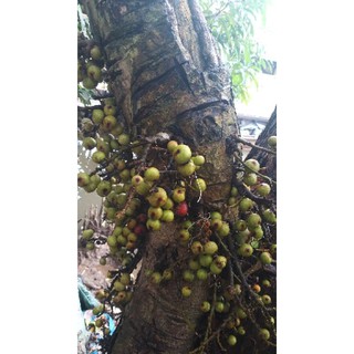 Trái sung phơi khô 1kg