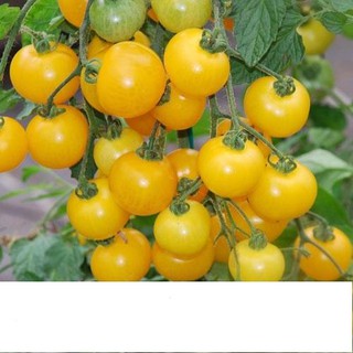 Hạt Giống Cà Chua Bi Lùn Vàng Sai Trái