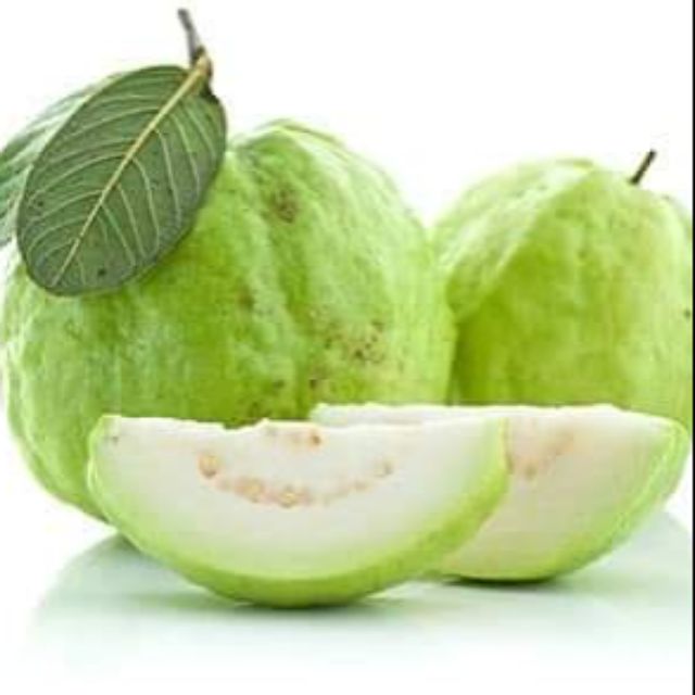 cây giống ổi lê sẵn quả