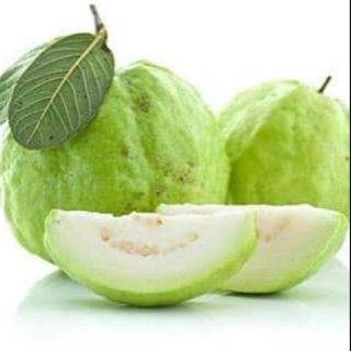 cây giống ổi lê sẵn quả