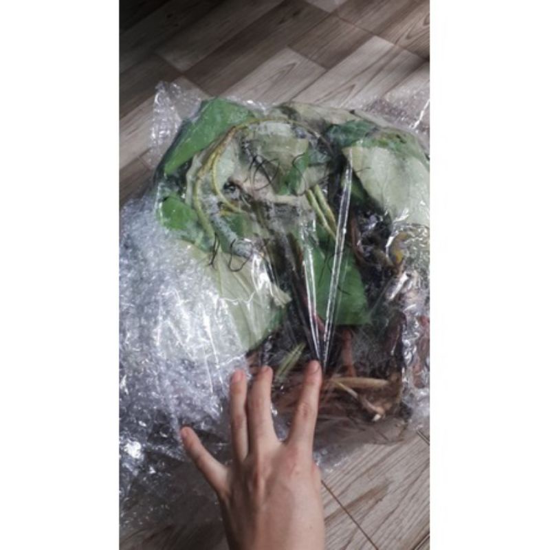 SEN THÁI : 15 màu. ngó giống