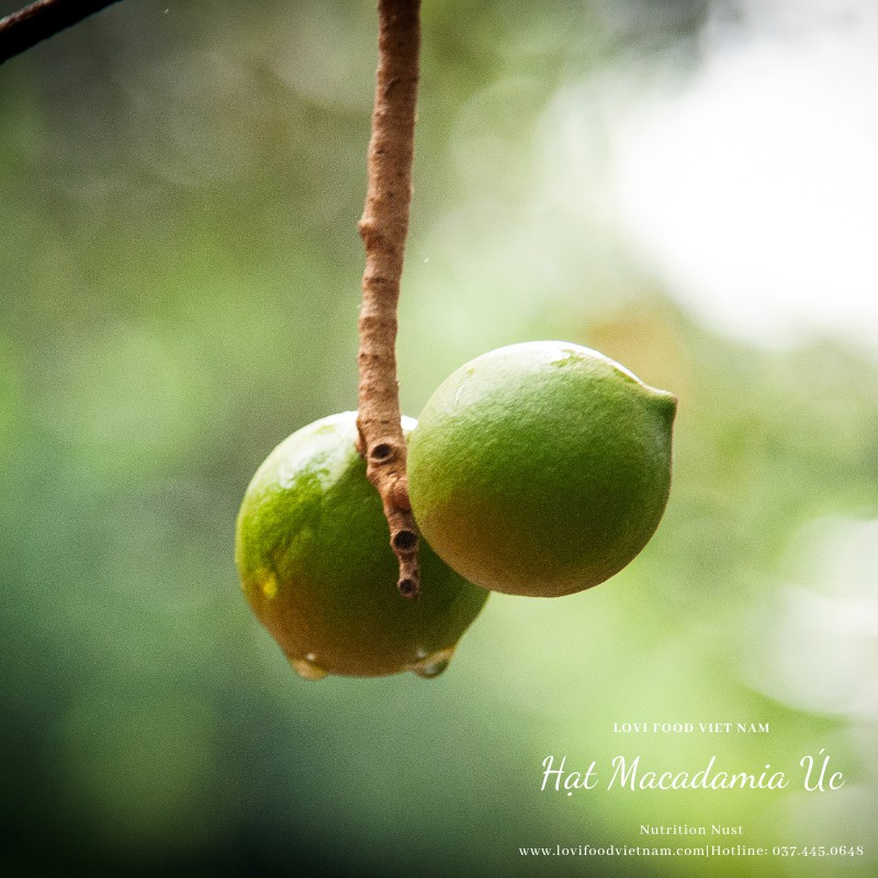 HẠT MACCA ÚC NỨT VỎ - 500gram HẠT CAO CẤP có kèm lẫy tách vỏ, hàng nhập khẩu 100% tại Australia - Lovi Food Việt Nam | BigBuy360 - bigbuy360.vn