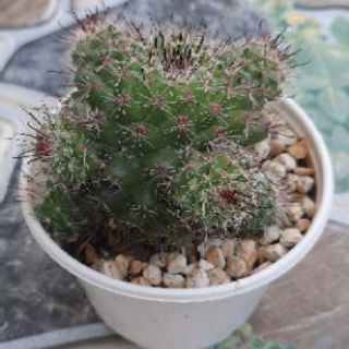 Xương rồng móc câu