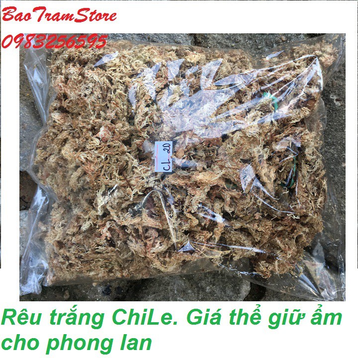 Rêu trắng ChiLe - Giá thể giữ ẩm tuyệt vời cho phong lan, gói 100g