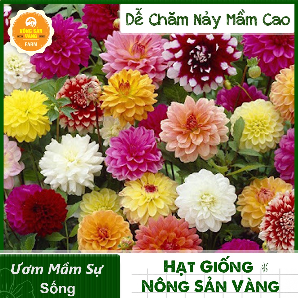 Hạt giống Hoa Thược Dược Nhiều Màu ( Gói 50 Hạt ) - Nông Sản Vàng