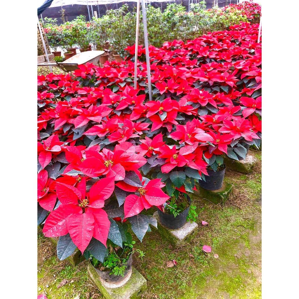 Cây trạng nguyên đang hoa cao 60 cm